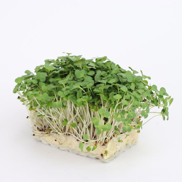 Salad Cress